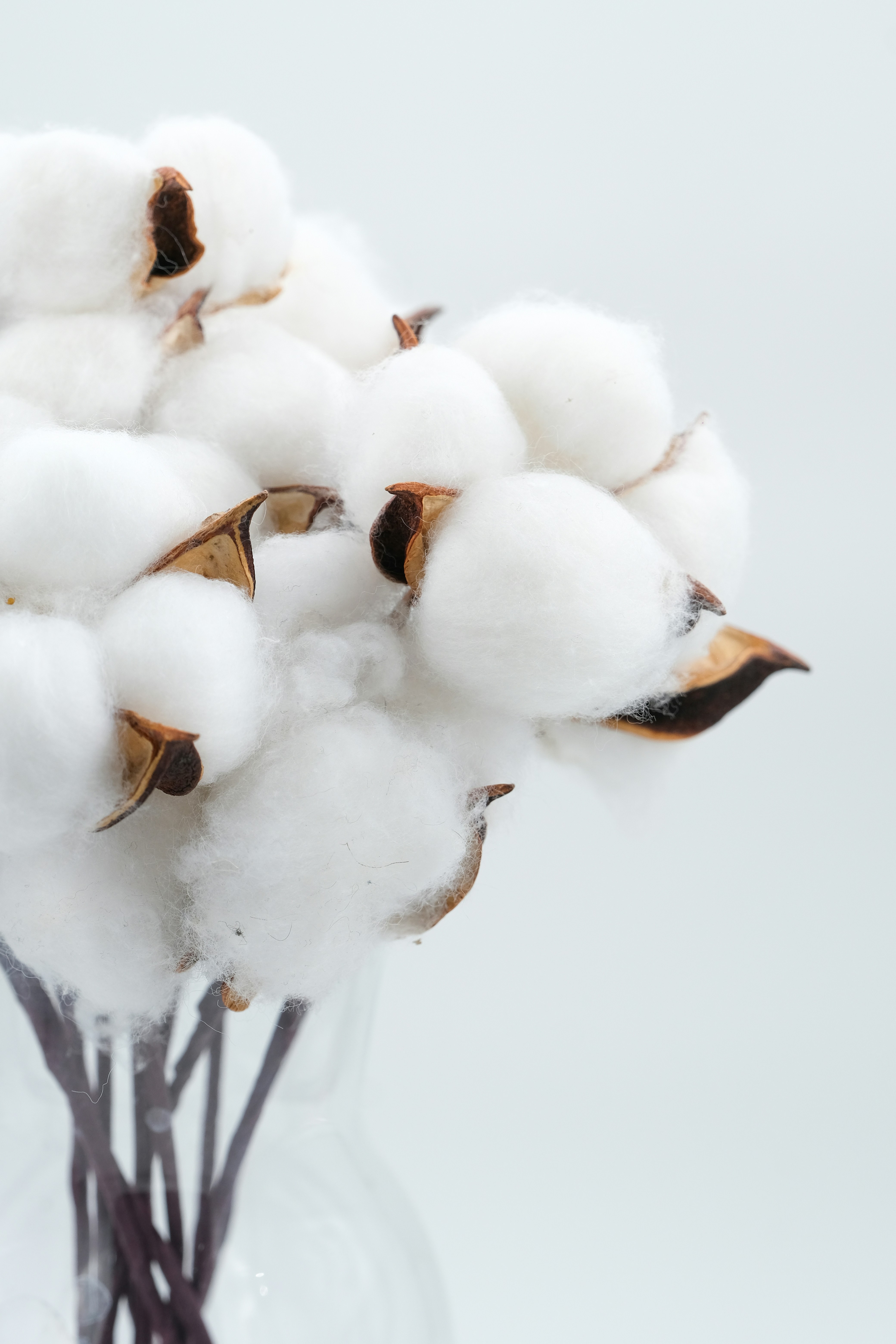 Premium cotton fibers